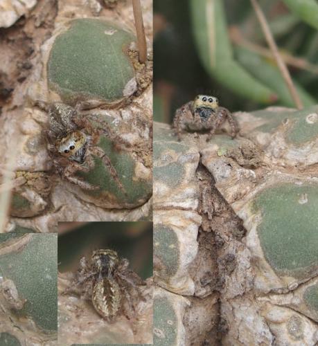 Réf. 234 933 : Mogrus neglectus